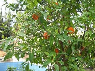 特里亚纳酒店 酒店 安塔利亚